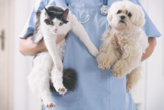 dog and cat with veterinarian