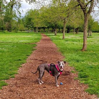 Cleo at a park