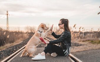 dog giving his owner a high five