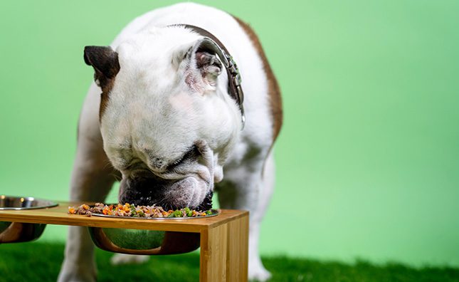 Bulldog eating greens