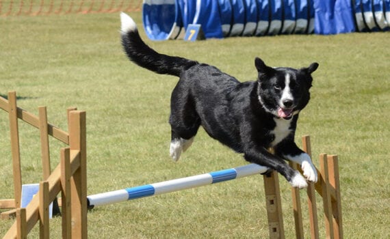 Athletic dog running and jumping through obstacle course