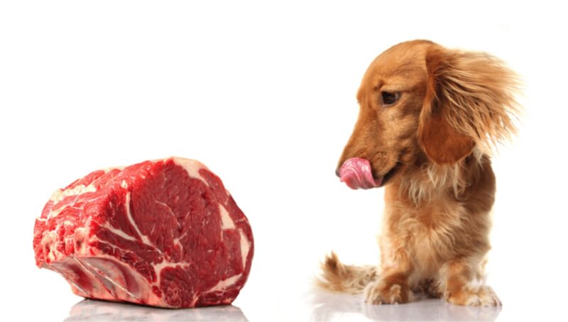 dog next to raw meat