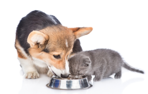dog and kitten eating out of the same bowl