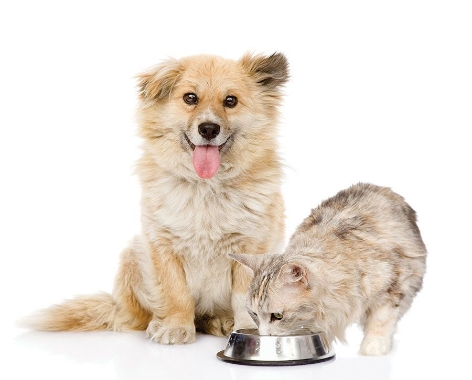 dog sitting next to cat eating out of bowl